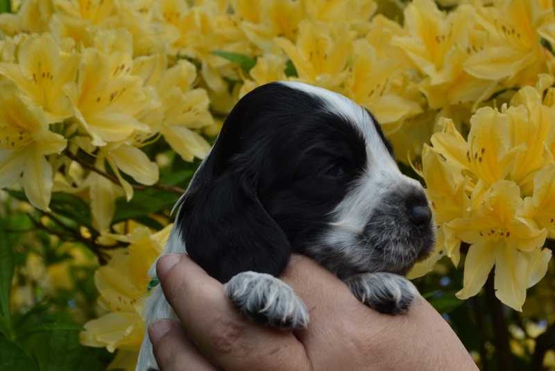 2c - pejsek sv.zelená.JPG